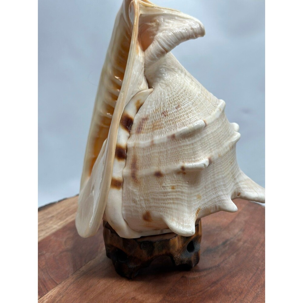 Horned Queen Helmet Conch Shell Attached To Handmade Base - Picture 3 of 6